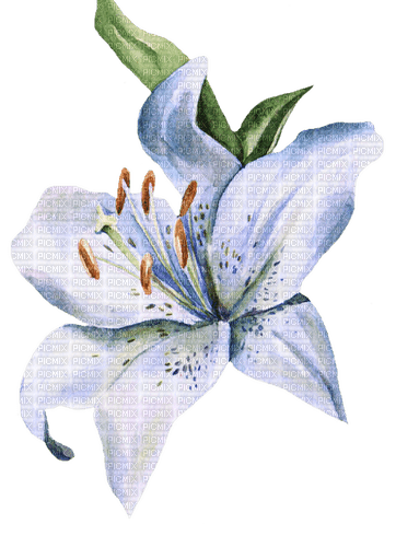 white lily Bb2 - PNG gratuit