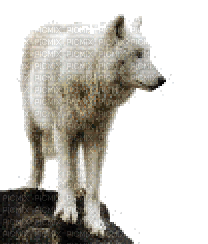 az loup wolf animaux animal - GIF animé gratuit