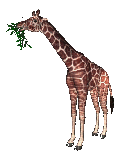 Giraffe Eating - GIF animasi gratis