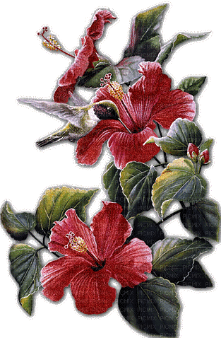 Blume mit kolibri - Ilmainen animoitu GIF
