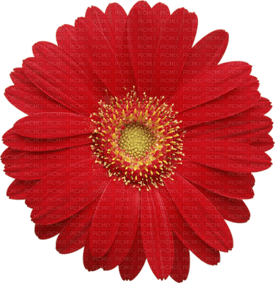 Kaz_Creations Flowers Flower - ilmainen png