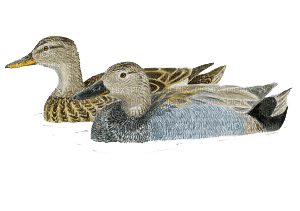 duck katrin - PNG gratuit