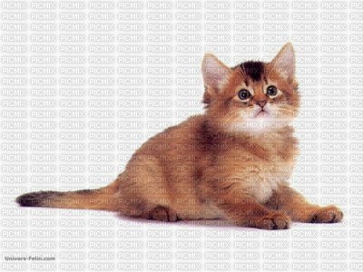chatons - Free PNG
