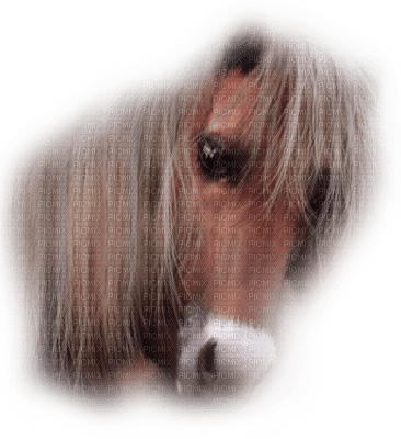 horse head bp - darmowe png