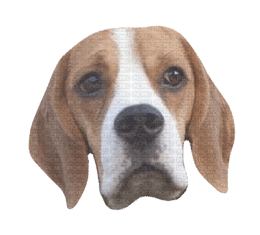 Dogs Buddy - Bezmaksas animēts GIF