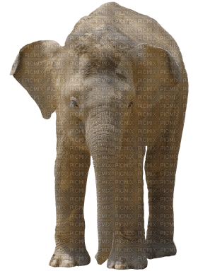 Kaz_Creations Elephant - bezmaksas png