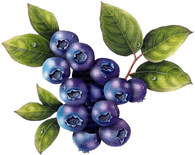 blueberries bp - Free PNG