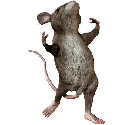 mouse maus souris animal animals animaux gif anime animated animation tube rat ratte - 無料のアニメーション GIF