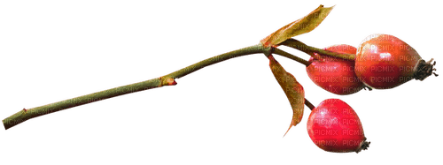 branch with autumn flower - Free PNG