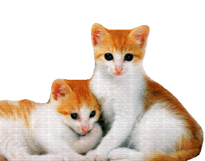 Katze, chat, cat - Bezmaksas animēts GIF
