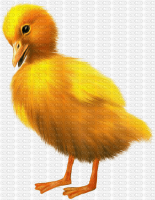 ducklings - 免费PNG