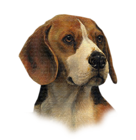 maj beagle - nemokama png
