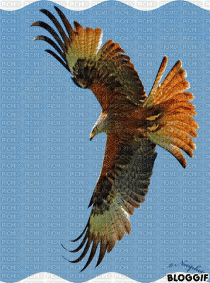 aguia - Δωρεάν κινούμενο GIF
