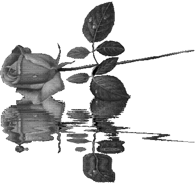 flower fleur rose roses water eau black blumen rosen  summer ete spring printemps  effect gif anime animated animation deco tube - Δωρεάν κινούμενο GIF