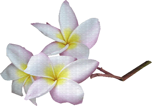 fleurs - 免费动画 GIF