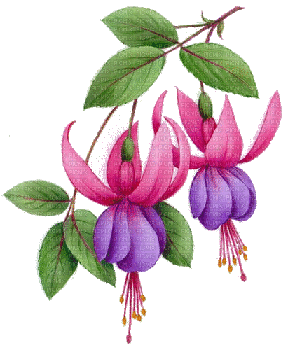 flowers violet pink summer fantasy - Animovaný GIF zadarmo