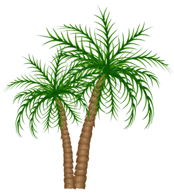 Palmtree - png ฟรี