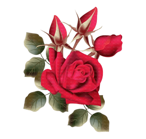 red roses - png ฟรี
