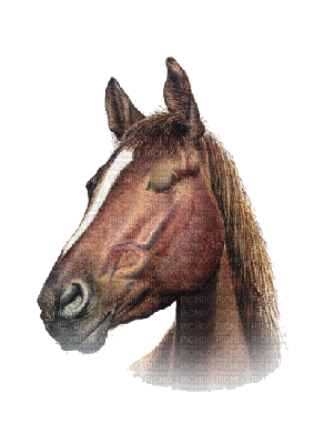 cheval ( - Darmowy animowany GIF