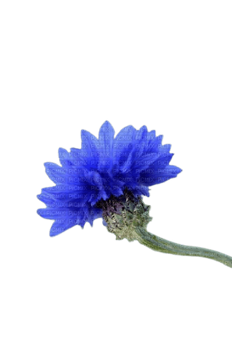 fleur bleuet - PNG gratuit