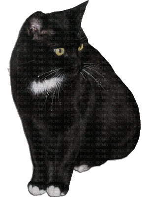 cat laurachan - Безплатен анимиран GIF