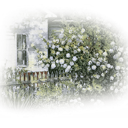 valla rosas blancas  dubravka4 - PNG gratuit