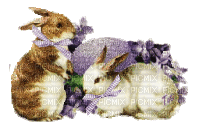 bunnies - Nemokamas animacinis gif
