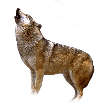 loup ** - 免费PNG