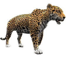 leopard - nemokama png