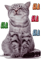 cat chat katze animal gif anime animated animation tube fun text ha animaux animals mignon - 免费动画 GIF