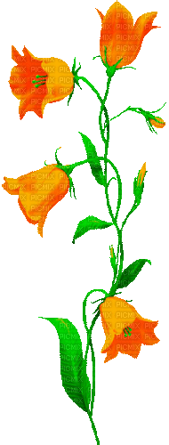 Animated.Flowers.Orange - By KittyKatLuv65 - GIF animado grátis