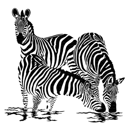 zebre - darmowe png