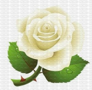 white rose - bezmaksas png