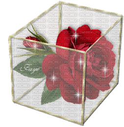 rose in a box - Бесплатни анимирани ГИФ