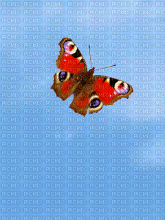 butterflies - GIF animasi gratis