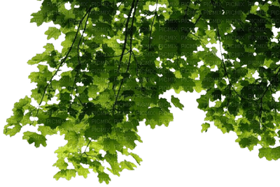 Nature ! - 免费PNG