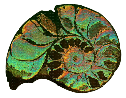 iridescent shell -jox - zdarma png