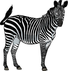 Kaz_Creations Zebra - ingyenes png
