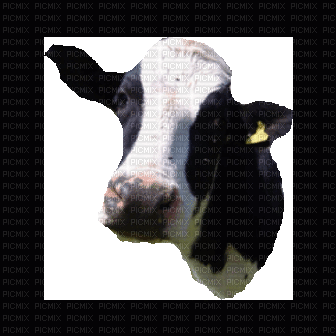 cow - 無料のアニメーション GIF