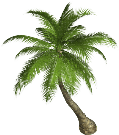 palm by nataliplus - фрее пнг