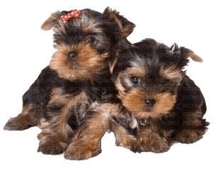Tube Animaux Chien - Free PNG