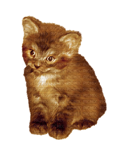 katt--brun---cat-brown - png ฟรี