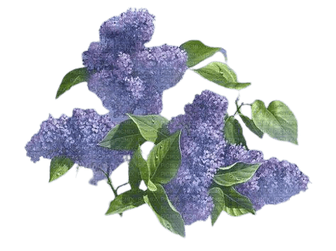 kikkapink vintage flowers lavender purple - png grátis