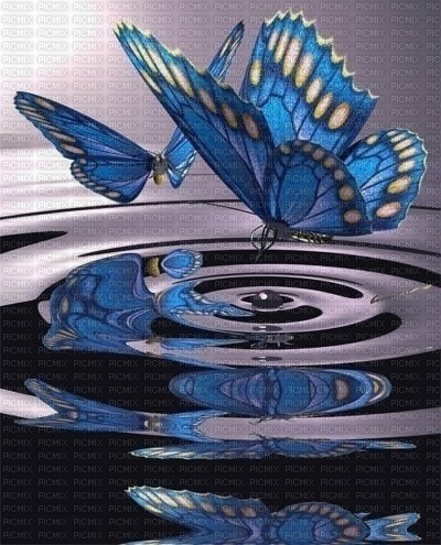 Schmetterling,  butterfly - безплатен png
