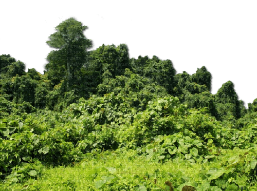 Nature - Free PNG
