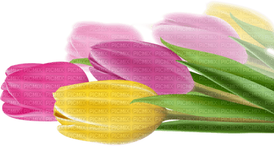 patymirabelle fleurs tulipes - kostenlos png