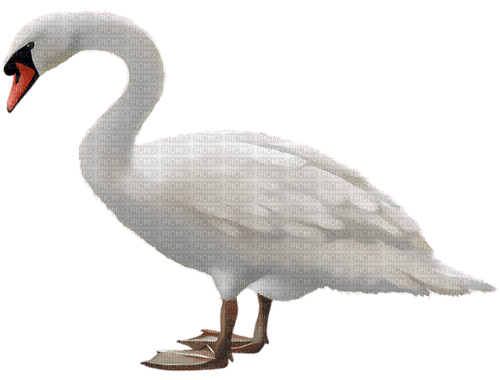 Swan-RM - png gratuito