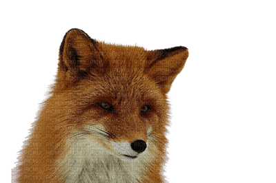 fox bp - nemokama png
