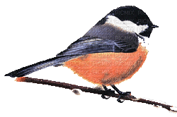 oiseaux - 無料のアニメーション GIF