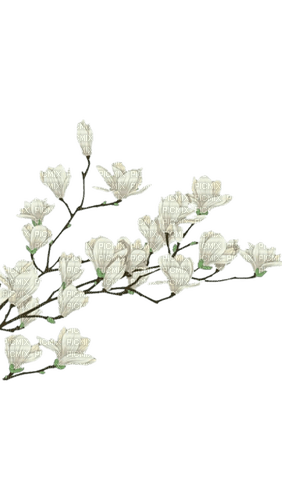 white magnolia - zdarma png